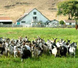 Starting A Goat Farm: Easy Steps For Beginners