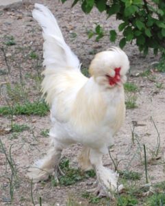 Sultan Chicken Farming