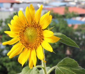 sunflower, sunflower farming, sunflower business, commercial sunflower farming, sunflower farming for beginners, sunflower farming profits, sunflower cultivation