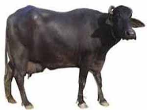 surti buffalo, surti buffalo color, surti buffalo characteristics, surti buffalo uses