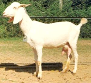 Surti Goat
