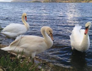 Swan Farming