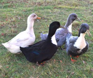 Swedish Blue Duck: Origin, Characteristics, Uses