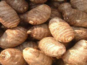 Taro Farming