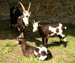 Tauernsheck Goat