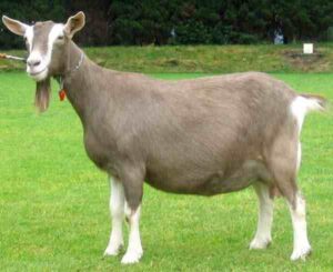 Toggenburg Goat: Origin, Characteristics, Uses