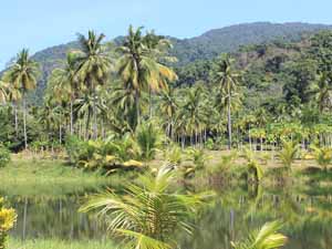 tropical garden, tropical gardens, tropical gardening