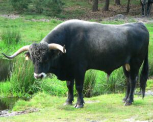 Tudanca Cattle Characteristics, Origin, Uses
