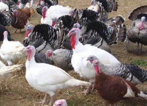 Turkey Farming in India