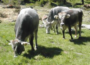 Tyrolese Grey Cattle Characteristics, Origin, Uses