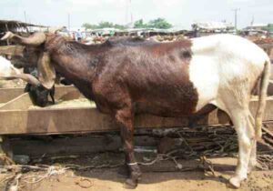Uda Sheep: Origin, Characteristics, Uses, Photo