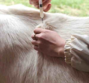 Common Goat Diseases And Treatment Information