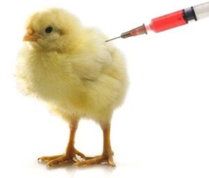 Poultry Vaccines: Essential For Saving Poultry