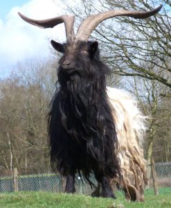 Valais Blackneck Goat Characteristics, Origin & Uses