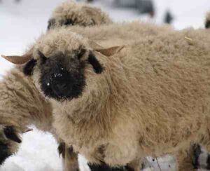 black and white sheep, black and white sheep breeds, valais blacknose sheep