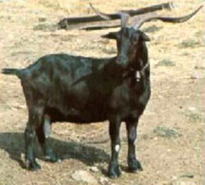 Verata Goat