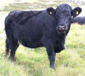 Welsh Black Cattle: Origin, Characteristics, Uses, Photo
