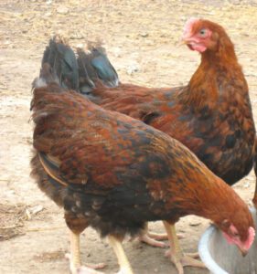 Welsummer Chicken Farming
