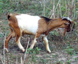 West African Dwarf Goat