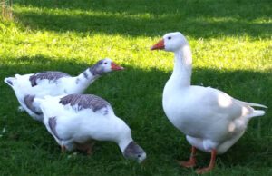 West of England Goose: Origin, Characteristics, Uses