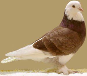 West of England Tumbler Pigeon: Best 20 Facts