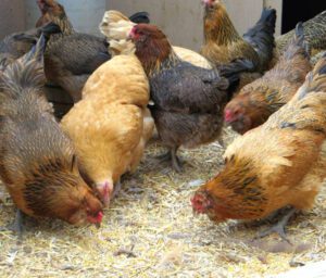 What to Feed Laying Hens For Maximum Eggs Production