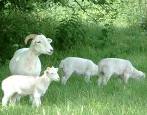 Wiltshire Horn Sheep Characteristics, Origin & Uses
