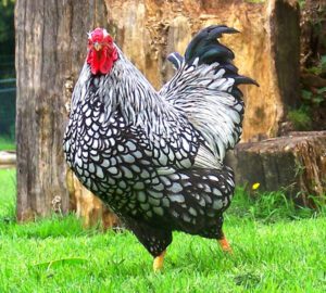 Wyandotte Chicken: Characteristics & Best 23 Facts