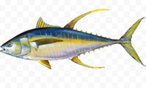 Yellowfin Tuna Fish Characteristics, Diet, Breeding