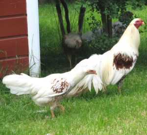 Yokohama Chicken Farming: Start Profitable Business