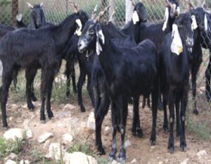 Zalawadi Goat Farming