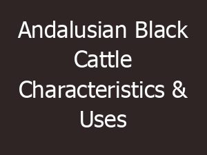 Andalusian Black Cattle Characteristics & Uses