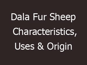 Dala Fur Sheep: Characteristics, Uses, Photo