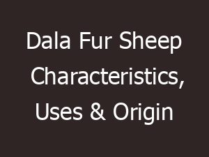 Dala Fur Sheep Characteristics, Uses & Origin