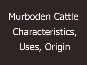 Murboden Cattle Characteristics, Uses, Origin