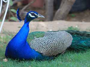 peacock housing, how to build a peacock house