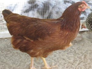 American Poultry Breeds