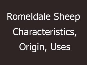 Romeldale Sheep Characteristics, Origin, Uses