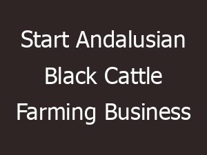 Andalusian Black Cattle Farming Business