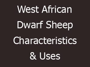 West African Dwarf Sheep: Best 23 Facts & Tips